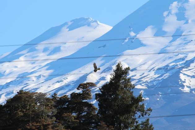 Australasian Harrier