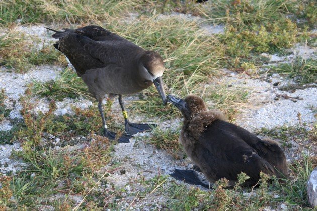 Adult and youngster Black-footed Albatross