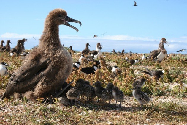 terns and albatross