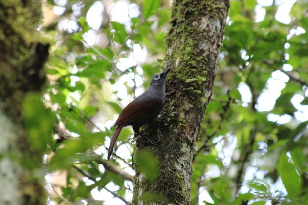 Sunda Laughingthrush