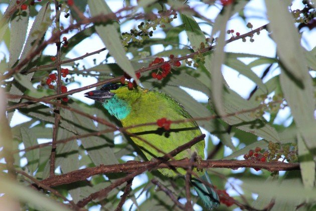 Golden-naped Barbet