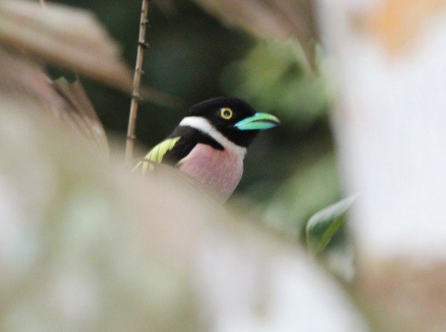 Black and Yellow Broadbill