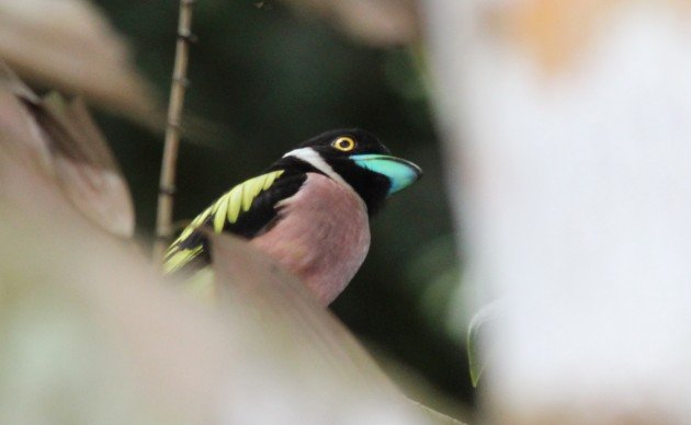 underbill of broadbill