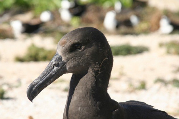 almost fledged black footed albatross
