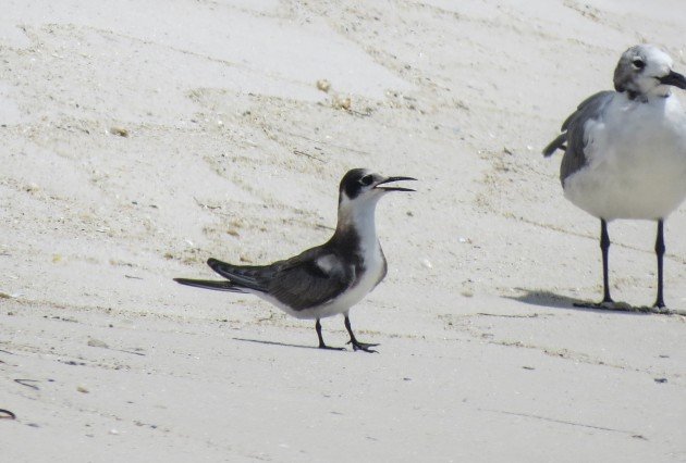 black tern, florida