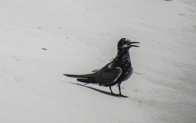 black tern, birding, florida