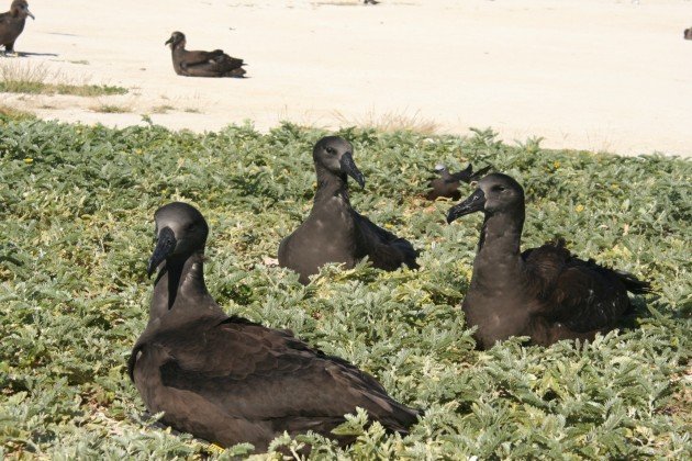 albatrosses