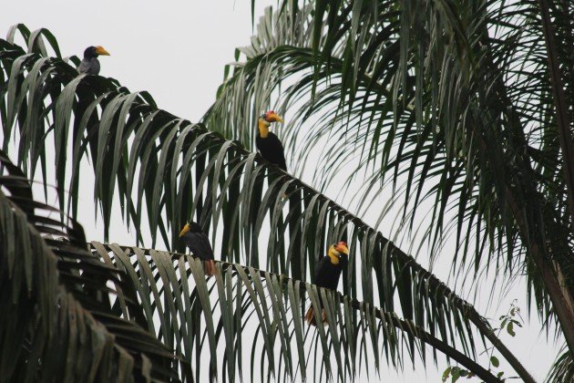 Wrinkled Hornbills