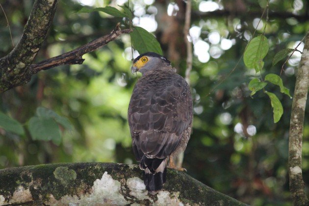 Crested Serpent Eagle