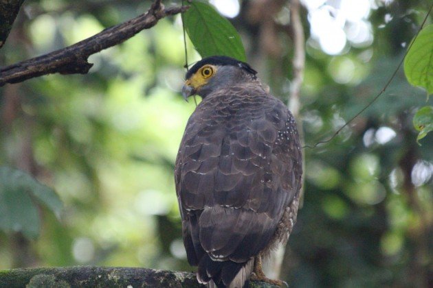 Crested Serpent Eagle