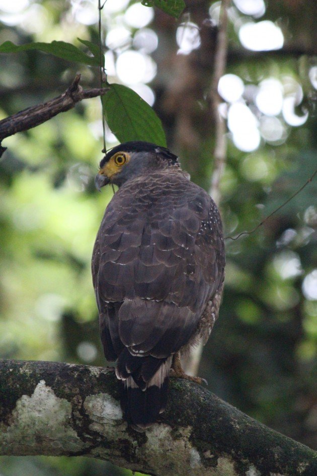 Crested Serpent Eagle 3