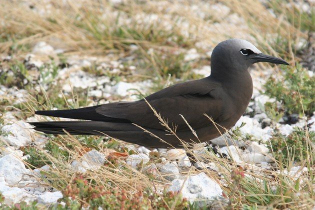 Brown Noddy