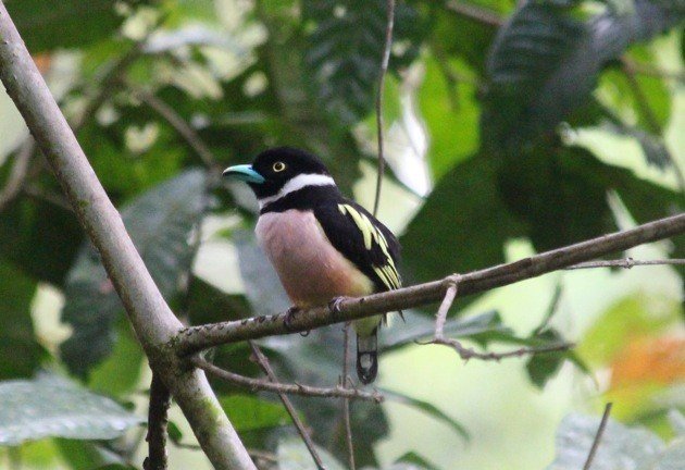 broadbill