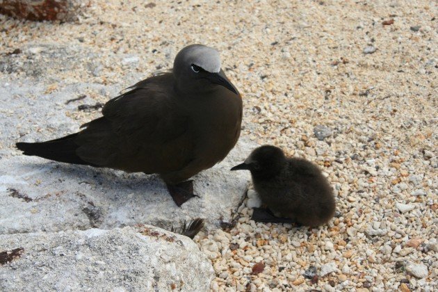 baby brown noddy