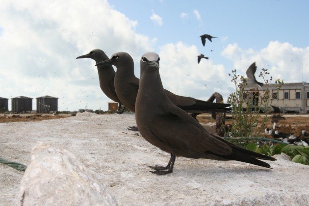 loafing brown noddy