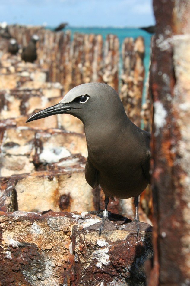 Brown Noddy wall