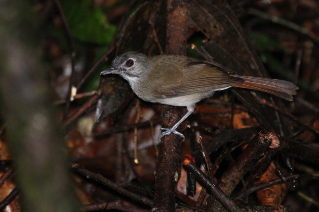 Moustached Babbler