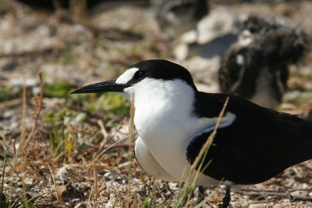 quiet sooty tern