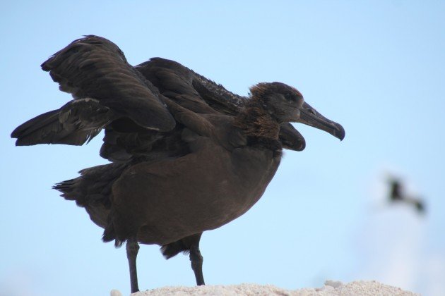 testing the wings albatross