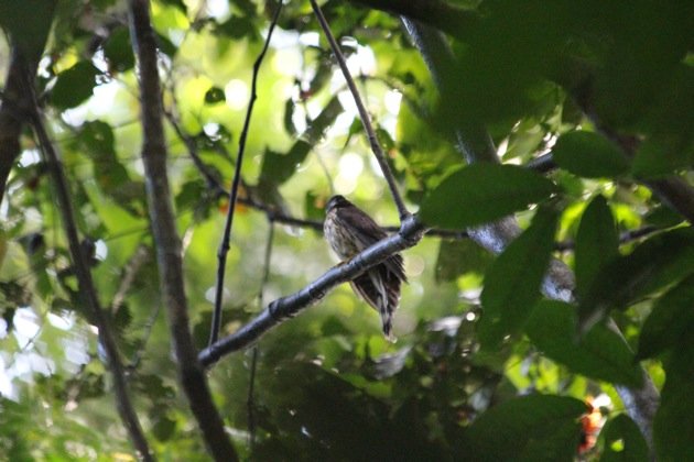 Malaysian Hawk-cuckoo