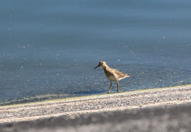 pectoral sandpiper, birding