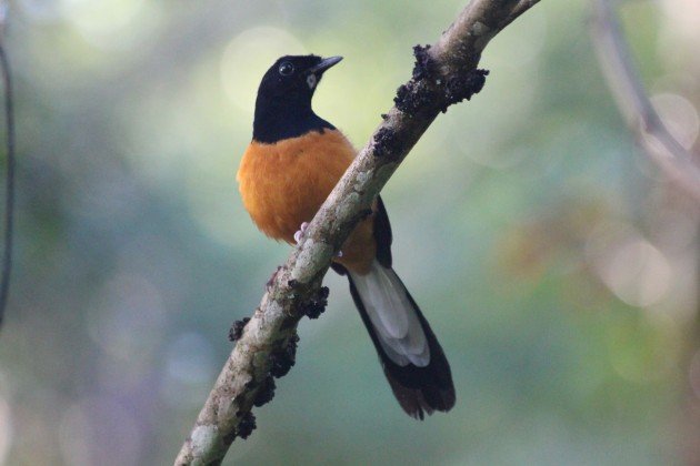 White-crowned Shama