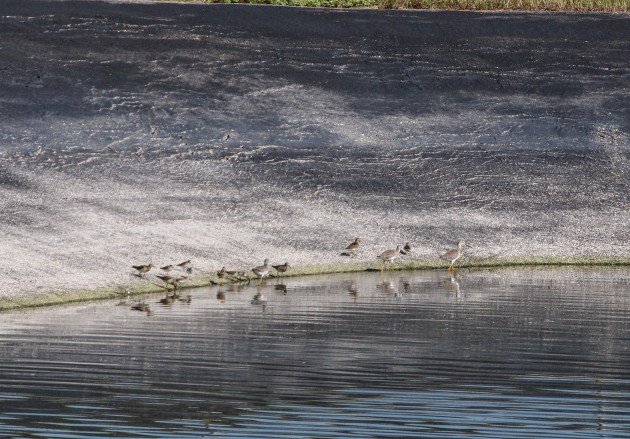 shorebirds, birding