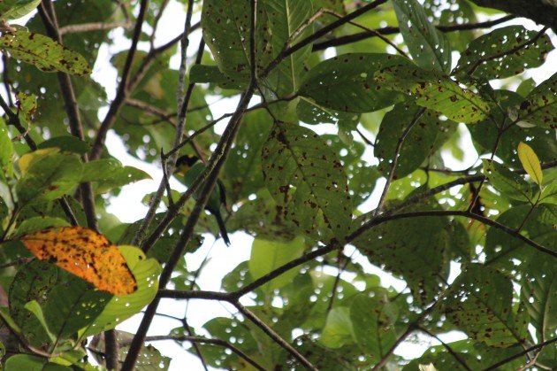 Long-tailed Broadbill