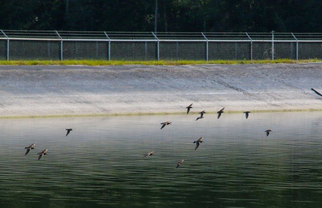 shorebirds, flight, birding