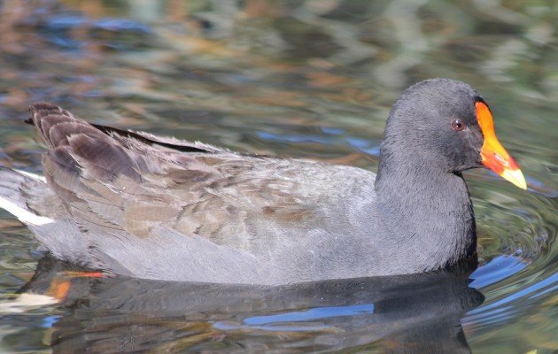 Dusky Moorhen