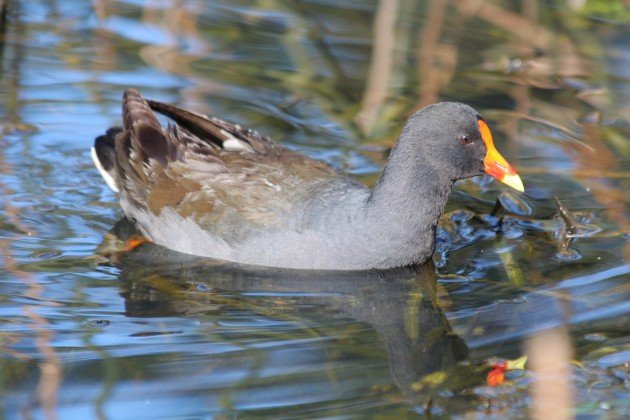 Dusky Moorhen