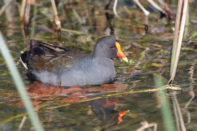 Dusky Moorhen