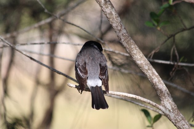 rear end butcherbird