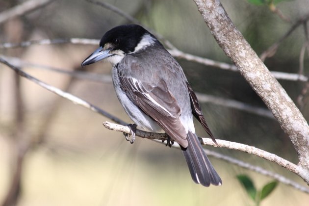 Grey Butcherbird