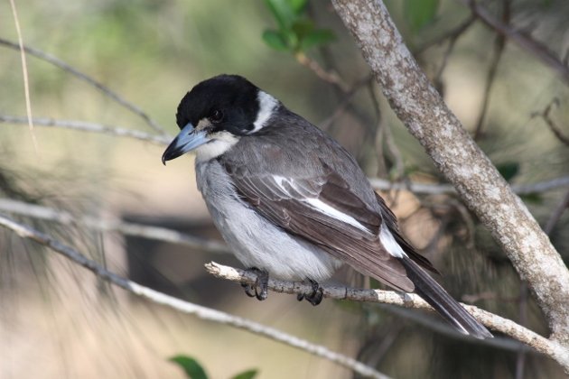 butcherbird