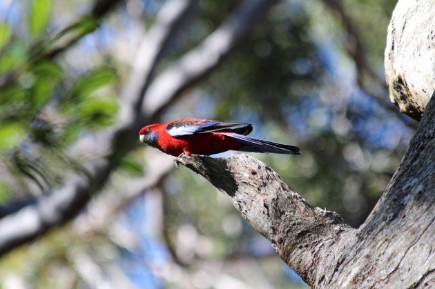 Crimson Rosella