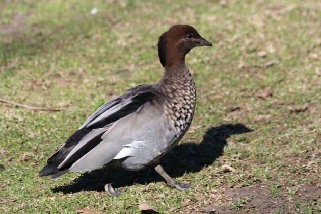 Maned Duck