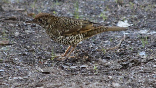 Bassian Thrush