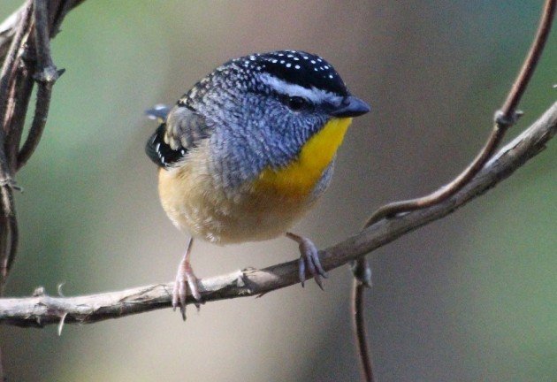 Spotted Pardalote