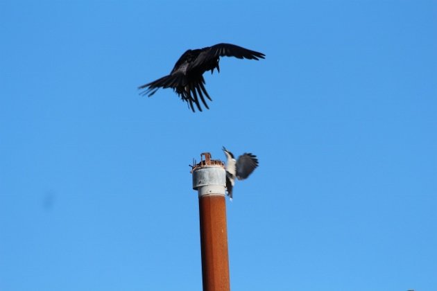 raven and butcherbird