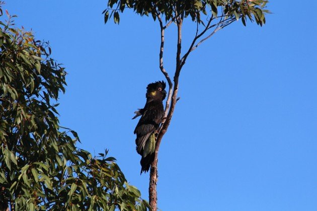 Yellow-tailed Black Cockatoo