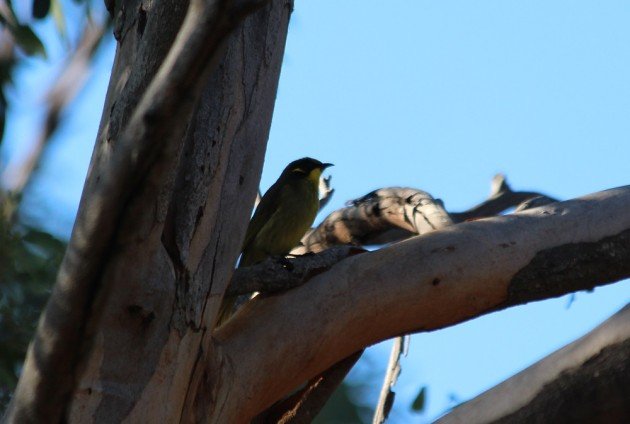 Yellow-tufted Honeyeater