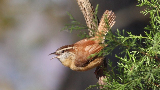 Carolina Wren - Durham Co, NC