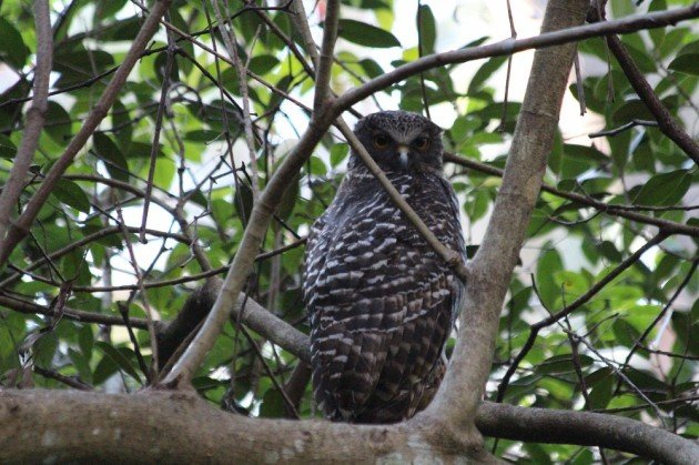 Powerful Owl