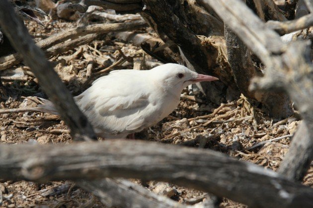 albino sooty tern