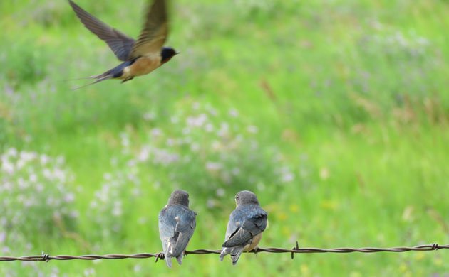 barn swallow chicks