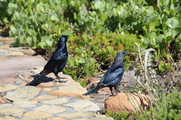 male and female red-winged starling