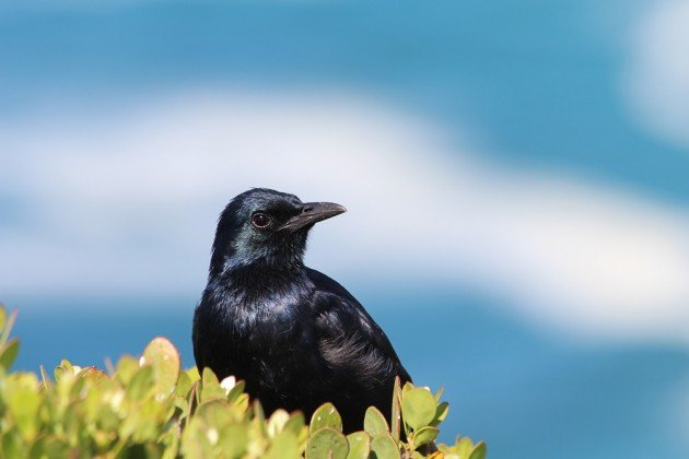 male red winged starling