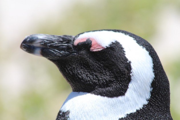 African penguin