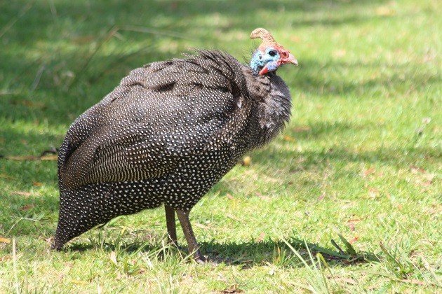 Helmeted Guinefowl